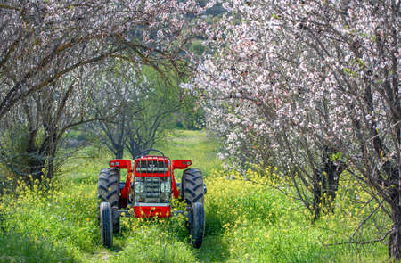 Red tractor in a blooming almond trees garden in springtimeの写真素材