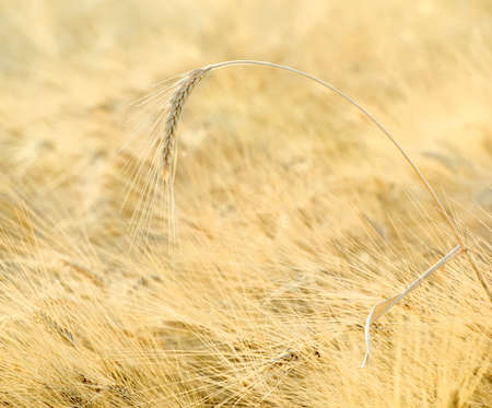 One ear of wheat over a field close up, selective focusの写真素材