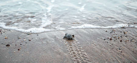 Tiny sea turtle baby looking at the waves on a beach, flippers tracks on wet sandの写真素材