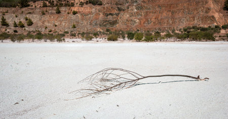 Dead tree lying on barren contaminated grounds of abandoned open pit mine