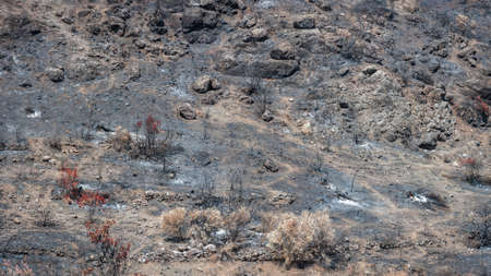 Forest on a mountain slope destroyed by wildfire. Burned trees and ground covered by ashesの写真素材