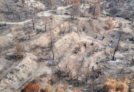 Fruit garden destroyed by a wildfire. Rural area, aerial landscape with burnt and dried treesの写真素材