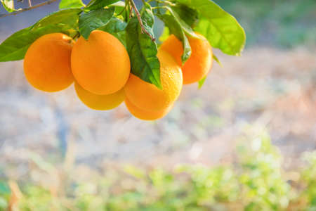 Bunch of orange fruits on a tree in orange grobw with cope space, selective focusの写真素材