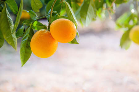 Two orange fruits close up hanging on a tree bransh with copy spaceの写真素材