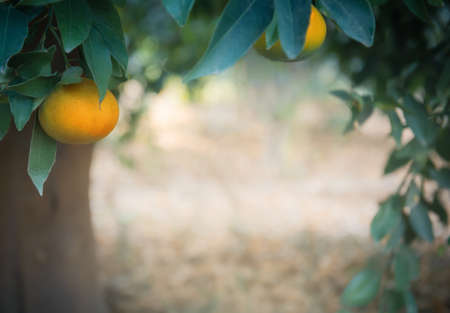 Tangerine branches with ripe fruits in citrus grove, frame shape with copy spaceの写真素材