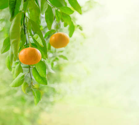 Ripe mandarin fruits closeup on a branch in citrus garden with copy spaceの写真素材