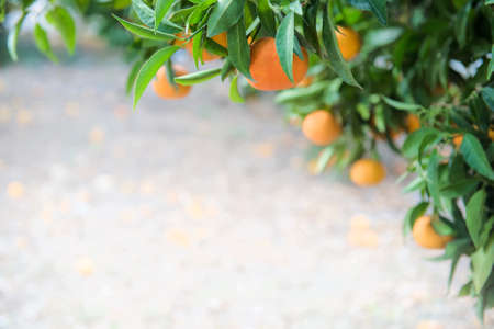 Orange fruits on a branch in citrus garden with copy spaceの写真素材