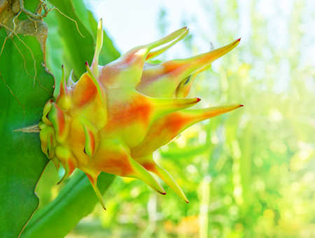 Ripening dragon fruit turning from green to pink on a cactus tree branch in a gardenの写真素材