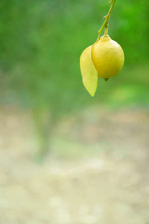 One lemon with leaf on a tree in citrus garden. Vertical close up shot with copy spaceの写真素材