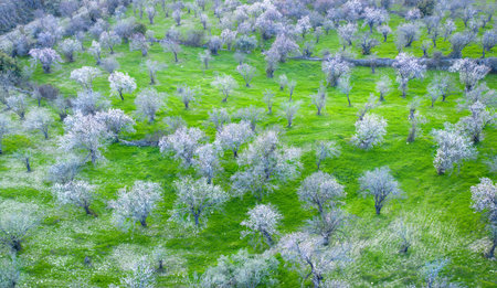 White trees over green grass. Almond trees orchard in spring, aerial view