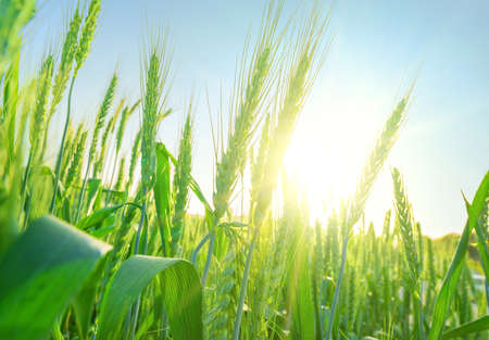 Green ears of wheat ripening in field. Close up, sun flareの写真素材