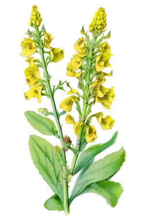 Mullein (Verbascum thapsus) medicinal herb isolated on white background, generative AI illustration in watercolor styleの素材