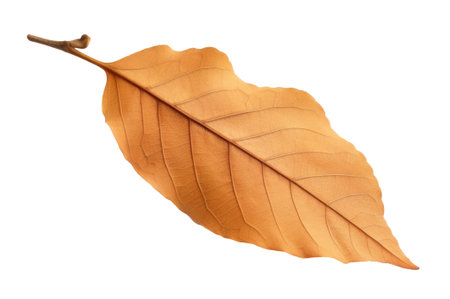 Brown dry autumn tree leaf isolated on white background, generative AI realistic illustrationの素材