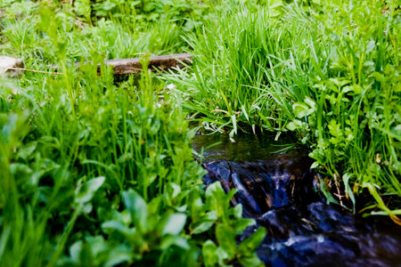 River origin on green meadowの写真素材