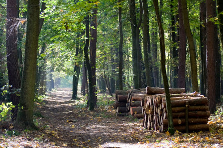 Path in woodland between high trees and wood storage.