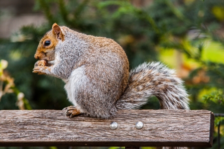 Squirrel on bench in the park の写真素材