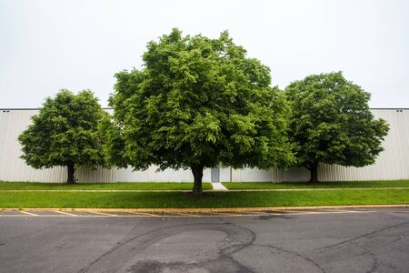 Three trees in a group on white background の写真素材