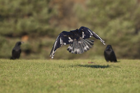 black crow flying on the green grass backgroundの写真素材