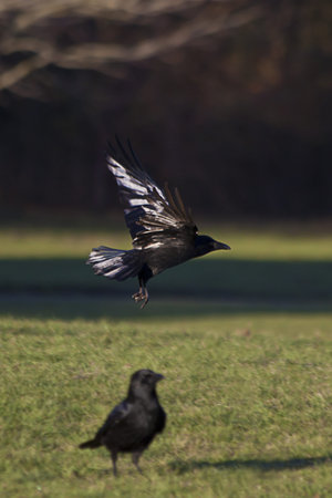 two crows in the park on the sunny day
