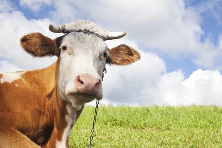 a brown cow with chain posing for the photographの写真素材