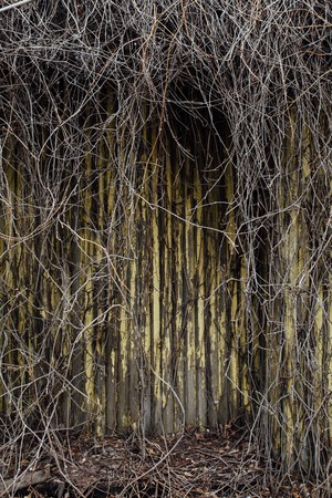Old wall of wooden slats, peeling paint, overgrown with ivy, deserted placeの写真素材