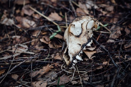 skull animal dogs, dirty autumn leaves on the ground, outdoorの写真素材