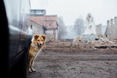 Red-haired mongrel dog It peeping from behind a car on a background of ruins of an industrial factory .The concept of treatment of animals, the responsibilityの写真素材