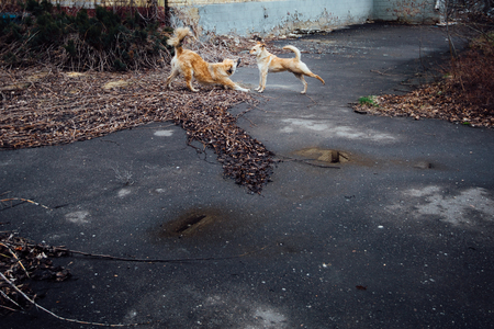 Two Red-haired mongrel dogs play and sip. The concept of treatment of animals, the responsibility. Outdoorの写真素材