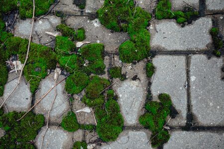 Cobbled pavement, moss closeup abandoned timeの写真素材