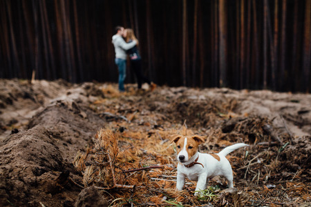 Kissing young loving couple in forest. They are stay behind their Jack Russell Terrier dog. Focus on the animalの写真素材