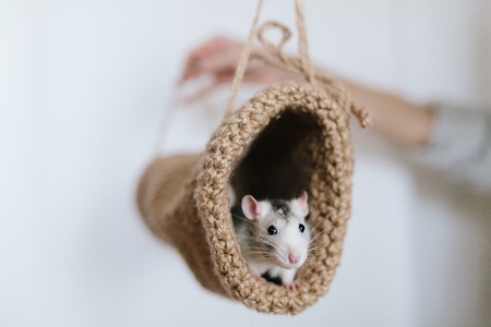 Mouse peeking out of the tunnel knitted on a white background.Cute Husky.の写真素材