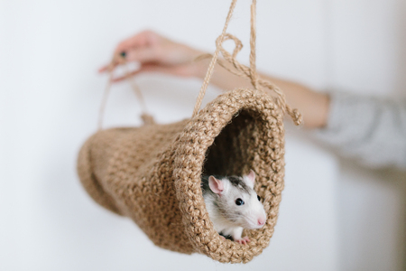 Mouse peeking out of the tunnel knitted on a white background.Cute Husky.の写真素材