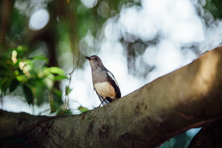 curious beautiful tropical bird on a branch of  tree, looking iの写真素材