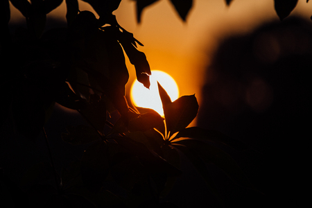 Orange sunset. The petals of the tree against the sun disc. Backの写真素材