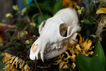 Skull fox in a bouquet of flowers wilted sunflower bouquet.の写真素材