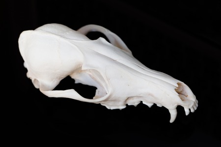 Fox skull without the lower jaw on a black background, contrast and minimalisticの写真素材