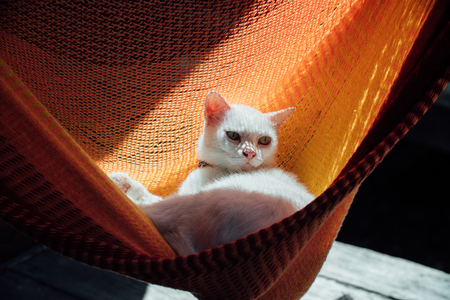 White cat rest is basking in an orange hammock.の写真素材