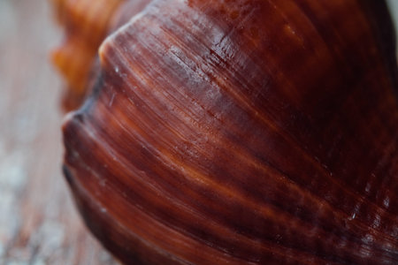 Red Shell in an old fence. Macro,