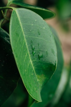 Green leave after the rain, with fresh water dropsの写真素材