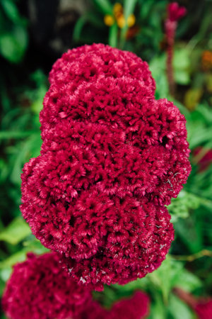Red flower in a wet jungle during the rainy season.
