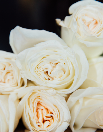 Bud buttercup close up, macro. Background of flowers, Texture of the ranunculus.の写真素材