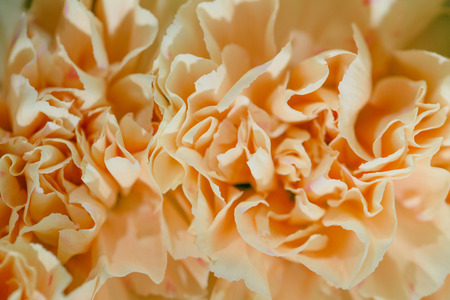 beige flower carnation. floral background of carnations in pastel colors. Close up, macroの写真素材