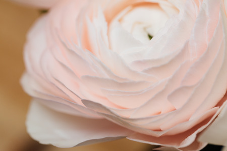 Bud buttercup close up, macro. Background of flowers, Texture of the ranunculus.の写真素材