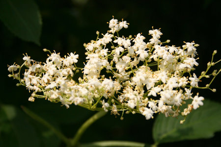 Elderflower