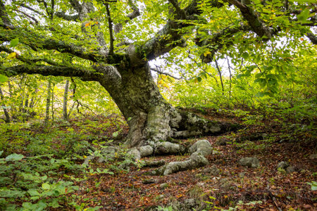 Old beech tree on the slopes of Mount Demerdzhi in the Crimea. Big roots
