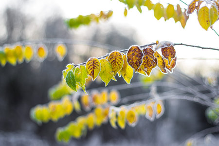 Color-rich yellow-green leaves covered with morning hoarfrost. Gorgeous colorful soft background