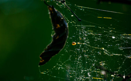 Abstract view of cobwebs on branches in the forest