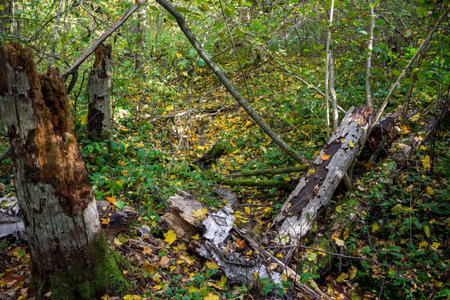 Small stream flowing in the autumn forest. Bright fallen leaves