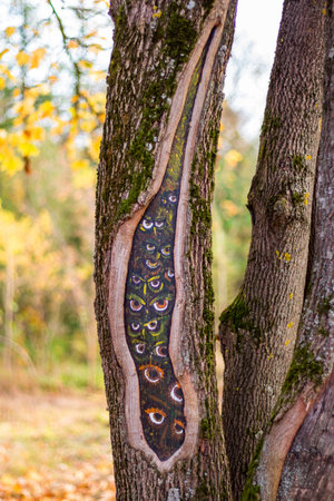 Tree with eyes. Painted owl eyes on a tree trunk