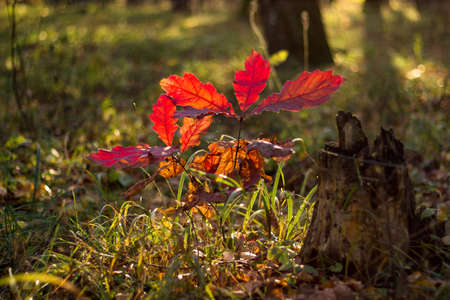 Colorful natural background, bright red leaves of a small oak in an autumn dayの写真素材